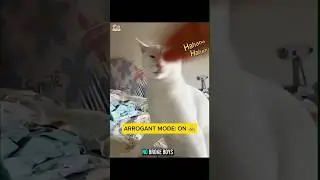 Arrogant Cat Moment‼️ You Can&rsquo;t Miss!  #funnycat #arrogantcat #funnyanimals #catshorts #meowmoment