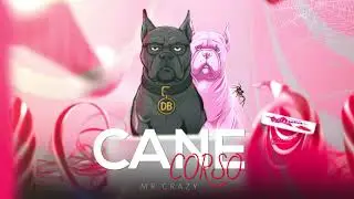 MR CRAZY - CANE CORSO (disstrack)