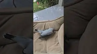 A real bird brain! The bird flew into our window!!!