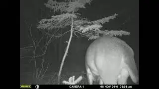 Big Rack Buck Lure - In Action