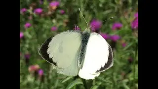 Large White, Small White and Green-veined White  Butterflies
