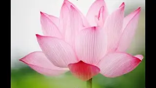 2025 10 Libra Healing Garden