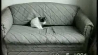 Amazing Cat Bloopers...