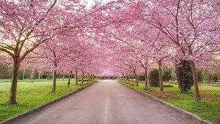 Relaxing Nature Sound Relieves Stress, Anxiety and Depression, Sounds of Nature