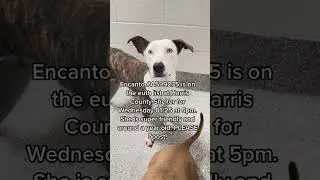 #dogrescue Help save Encanto!!! #fyp #harriscountytexas #rescuedog #fosteringsav