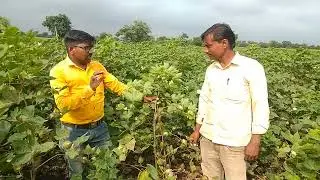 स्टॅलिन कॉटन किंग जिल्हा बुलढाणा Stalin cotton Seed  by Core seed research private limited