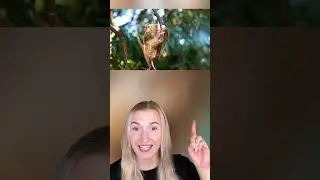 Cute ANIMALS That Are ACTUALLY Extremely DANGEROUS!😳