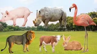 Real animal sounds | calm and relaxing nature audio | Cow, Lion, sheep, Goat and more
