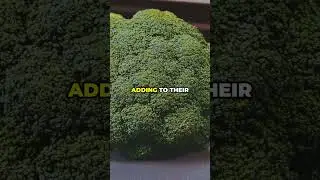 Can Broccoli Sprouts Prevent Cancer?