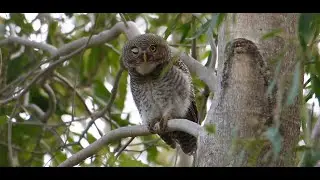 Male Jungle Owlet Call