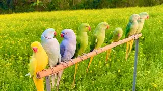 Indian Ringneck Beautiful Parrot