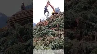 No crane needed: Winches haul the timber up the mountain