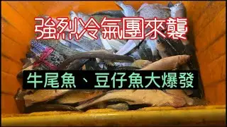 冷氣團又來了、阿忠趁著潮汐適合出門收網、沒想到遇到大退潮、結果收穫也不如預期、但是至少油錢保住了，還捉到很久沒看到的皮皮蝦