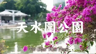 ［城市慢步］｜EP 11B｜天水圍公園賞花精華版｜紫花風鈴木 Handroanthus impetiginosus