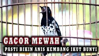 ANIS KEMBANG  ISTIMEWA MEWAH UNTUK PANCINGAN ANIS KEMBANG AGAR GACOR   #aniskembang