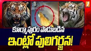 కూర్మాపురం పాడుబడిన ఇంట్లో పులిగర్జన! | East Godavari, Kurmapuram Tiger Roar | iNews