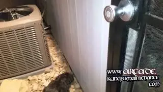 Eye Of The Tiger Midnight Moth Encounter ~ Kung Fu Maintenance Video