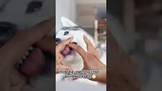 Husky Dog In Snoot Challenge Fail #shorts #funnyvideo #funnydogcompilation