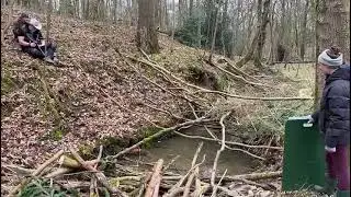 Beavers released at Broughton Sanctuary, North Yorkshire March 2025.