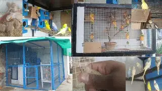 20 Pair Budgies Parrot 10 Pair Fincehs Exotic Birds Aviary Setup Tour PetLOVers