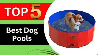 Top 5 Best Dog Pools Review in 2026