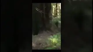 Vietnamese in the trees! 😂 Vietnam War 🇻🇳