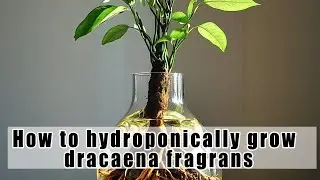 Complete Hydroponic Money Tree Guide for Beginners