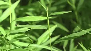 Volunteers in York battle a newly discovered patch of Japanese Stiltgrass