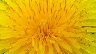 Goddess Ostara, starting a new guided meditation/transmission. Self-healing. Easter