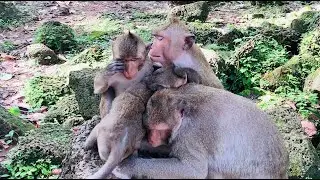 The Unconditional Love of a Monkey Family! A Heartwarming Moment