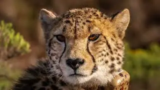 Cheetah Sound Effect