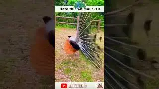 Peacock Dreams: Inspiring Imagination | #shorts #peacocks #animalimo