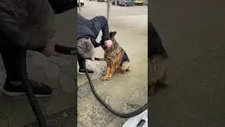 Dog Upset When Human Mom Stops Vacuuming Him