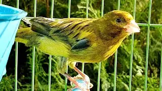 Spectacular canary singing - تغرید کناري