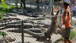 Alligator Feeding