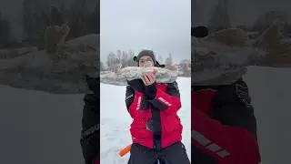 Большой живец - большая щука #рыбалка #жерлицы #щука