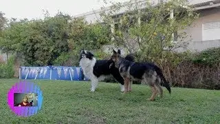 The Story  of Bargain the Border Collie