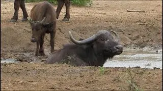Buffalo Herd WALLOWING Morning
