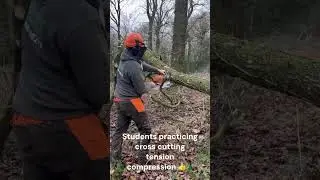 Cross cutting a felled tree, tension compression cut...check it out