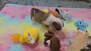 Sandy Playing! Sugarplum Bulldogs!