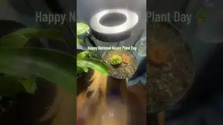 #HousePlants #PlantLovers #PlantLife #UrbanJungle #PlantAddict #PlantCommunity  #PlantDad
