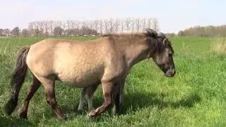 Konikspaarden Nattenhoven