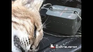 ScentBlaster Draws In Bobcat