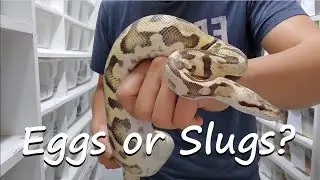 How to tell, eggs vs slugs. Will she lay eggs?