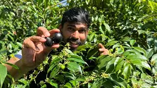 വർഷം മുഴുവൻ കായ്ക്കുന്ന പഴം 😋 ഇത് വീട്ടിൽ വെക്കാൻ കൊള്ളുമോ ? Rain forest plum