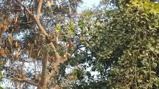 Wood cutter, climbing the tree and cutting the branches, it's so adventurous.
