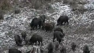 Wild-boar (Sus scrofa)