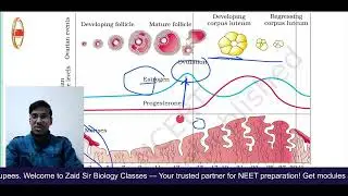 🌸 Human Reproduction L-4 | Menstrual Cycle | NEET 2026 Booster 🚀