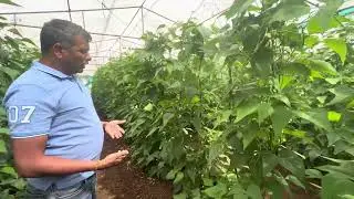 beans cultivation in Nethouse climbers
