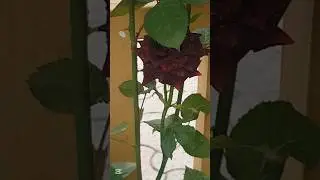 Black Rose Symbol Of Mystery #nature